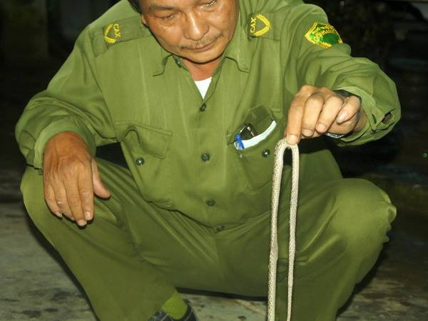 Số bệnh nhân bị rắn lục đuôi đỏ cắn gia tăng vào mùa mưa ở Nam Bộ ảnh 1