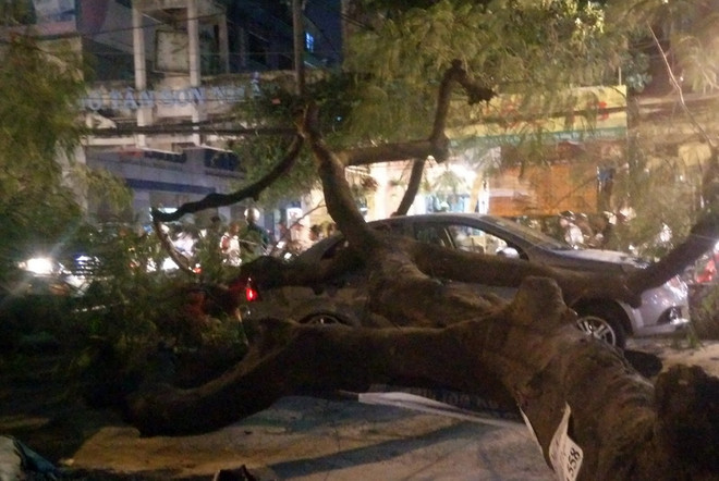 Hiện trường cây đổ đè trúng hai xe ôtô. (Nguồn: TTXVN) TP Hồ Chí Minh: Cây lớn bật gốc đè bẹp hai xe ôtô đang dừng đèn đỏ ảnh 1