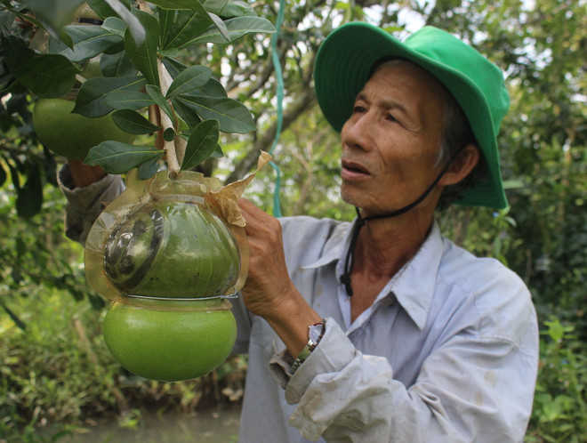 [Photo] Nông dân kiếm tiền tỷ nhờ tạo hình trên trái cây tết ảnh 1