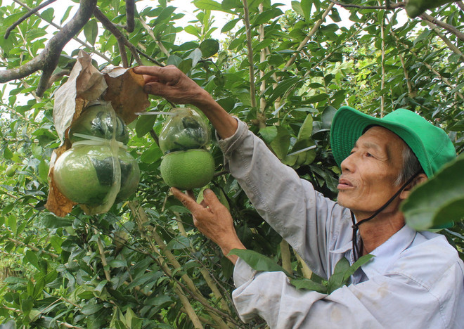 [Photo] Nông dân kiếm tiền tỷ nhờ tạo hình trên trái cây tết ảnh 2
