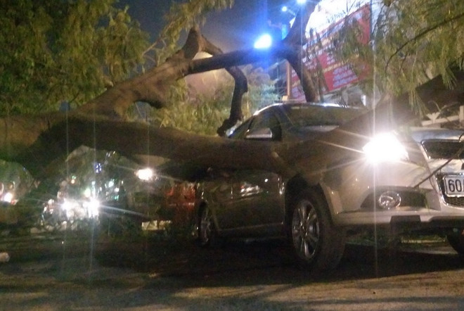 Hiện trường cây đổ đè trúng hai xe ôtô. (Nguồn: TTXVN) TP Hồ Chí Minh: Cây lớn bật gốc đè bẹp hai xe ôtô đang dừng đèn đỏ ảnh 2