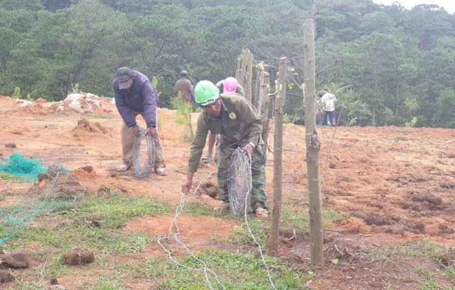 Lâm Đồng: Giải tỏa 'trang trại' giữa rừng thông Đà Lạt ảnh 1