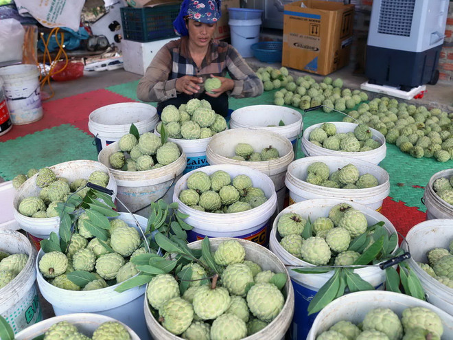 Nông dân Hải Dương thu lãi trên 200 triệu đồng/ha từ trồng na ảnh 1