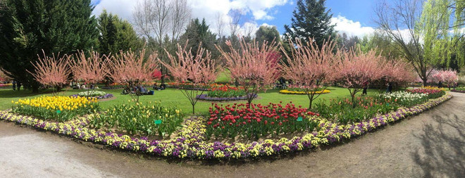 [Photo] Lạc giữa công viên hoa tulip rộng 10ha ở Australia ảnh 17
