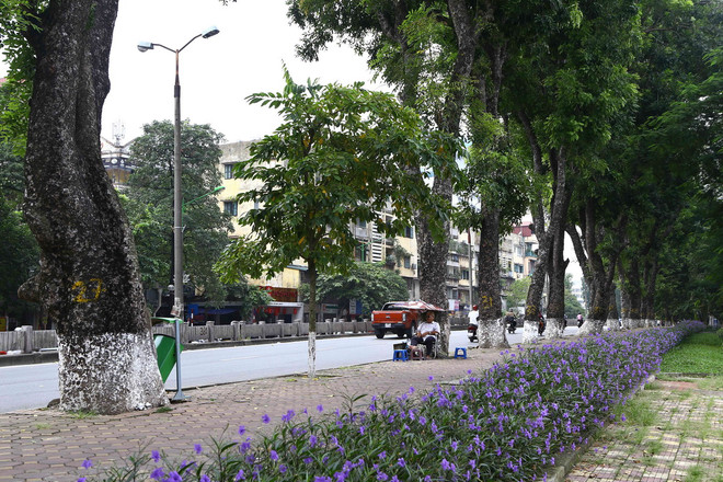 Những hình ảnh cuối cùng của hàng xà cừ cổ thụ trên đường Kim Mã ảnh 7