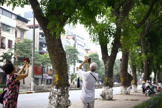 Những hình ảnh cuối cùng của hàng xà cừ cổ thụ trên đường Kim Mã ảnh 1
