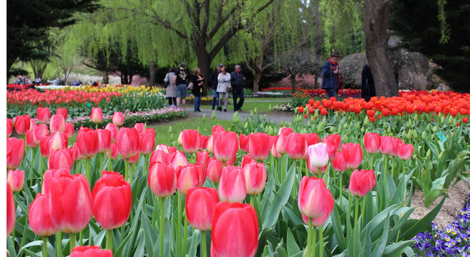 [Photo] Lạc giữa công viên hoa tulip rộng 10ha ở Australia ảnh 7