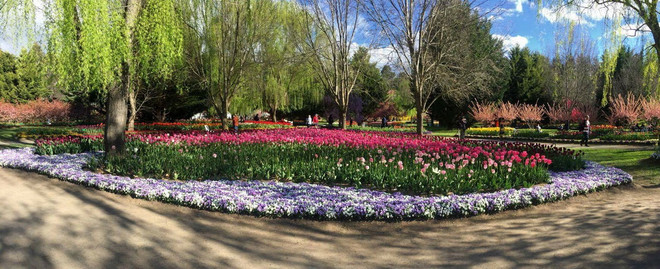 [Photo] Lạc giữa công viên hoa tulip rộng 10ha ở Australia ảnh 2