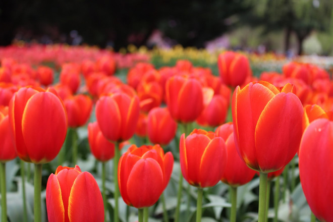 [Photo] Lạc giữa công viên hoa tulip rộng 10ha ở Australia ảnh 10