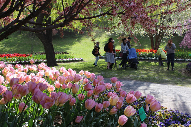 [Photo] Lạc giữa công viên hoa tulip rộng 10ha ở Australia ảnh 16
