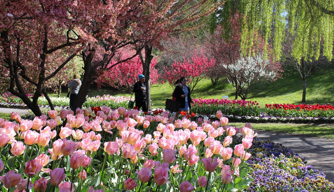 [Photo] Lạc giữa công viên hoa tulip rộng 10ha ở Australia ảnh 15