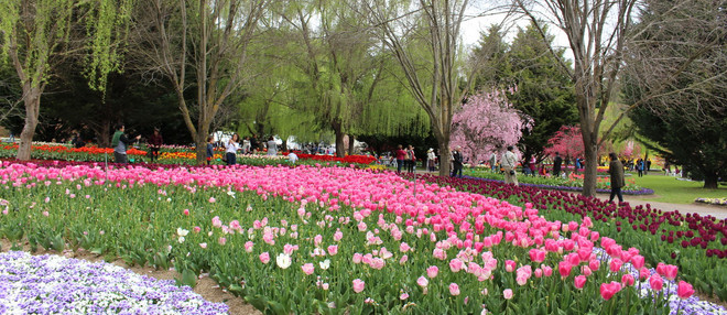 [Photo] Lạc giữa công viên hoa tulip rộng 10ha ở Australia ảnh 4