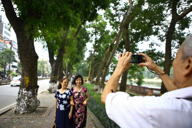 Những hình ảnh cuối cùng của hàng xà cừ cổ thụ trên đường Kim Mã ảnh 3