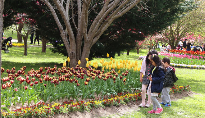 [Photo] Lạc giữa công viên hoa tulip rộng 10ha ở Australia ảnh 11