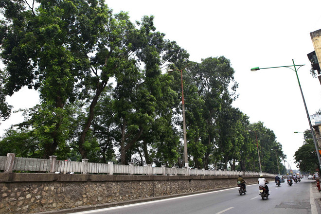 Những hình ảnh cuối cùng của hàng xà cừ cổ thụ trên đường Kim Mã ảnh 2