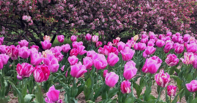 [Photo] Lạc giữa công viên hoa tulip rộng 10ha ở Australia ảnh 3