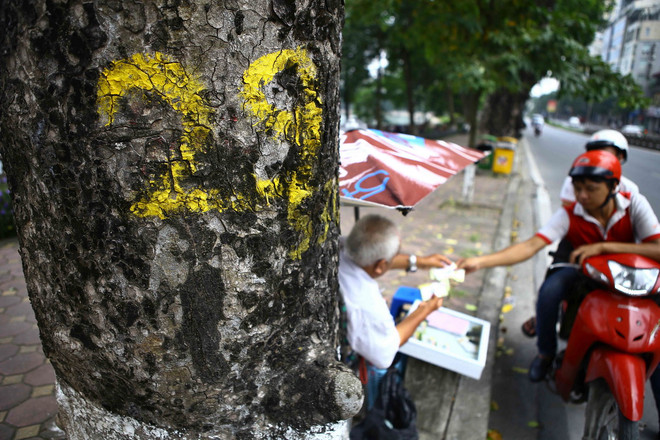 Những hình ảnh cuối cùng của hàng xà cừ cổ thụ trên đường Kim Mã ảnh 4