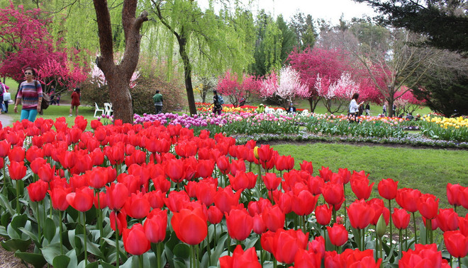 [Photo] Lạc giữa công viên hoa tulip rộng 10ha ở Australia ảnh 5