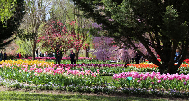 [Photo] Lạc giữa công viên hoa tulip rộng 10ha ở Australia ảnh 14