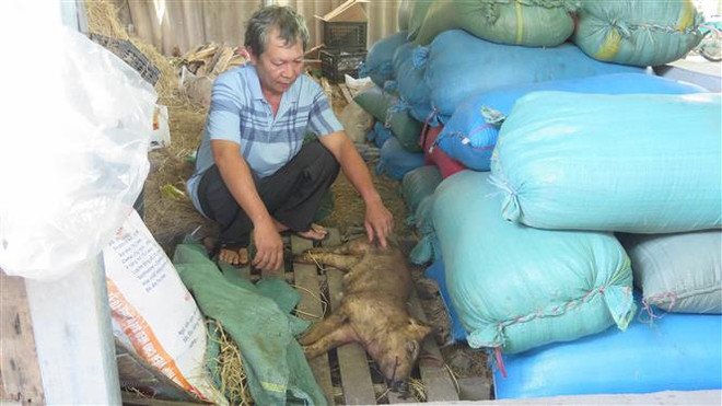 Làm rõ nguyên nhân lợn chết sau khi tiêm vaccine dịch tả lợn châu Phi ảnh 1