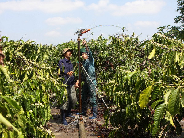 [Video] Nhiều diện tích cây càphê có nguy cơ bị chết do hạn hán ảnh 1