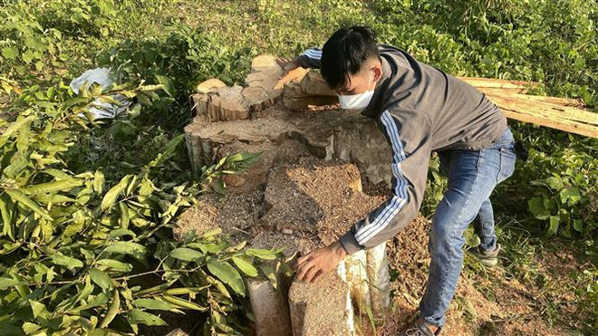 Phú Yên: Phát hiện thêm các vụ chặt phá rừng tại xã Sơn Hội ảnh 1