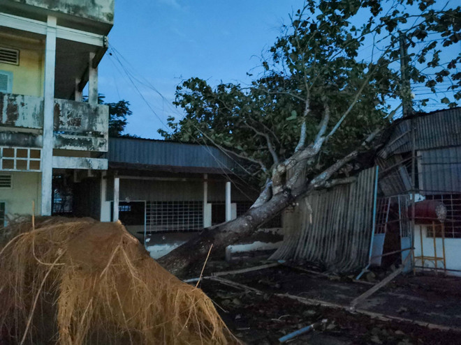 Cây bàng cao hàng chục mét trong sân trường Trung học cơ sở Thị trấn Phong Điền, huyện Phong Điền bị bật gốc, đè sập phòng thiết bị của trường. (Ảnh: Thanh Liêm/TTXVN) Cần Thơ: Dông lốc lớn hiếm gặp làm gãy trụ điện, cây xanh bật gốc ảnh 1