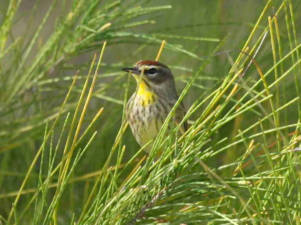 Phát hiện loài họa mi bay không ngừng nghỉ qua Đại Tây Dương ảnh 1