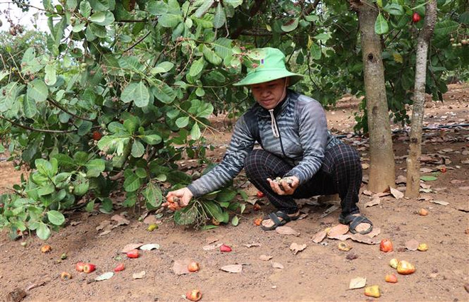 Năng suất điều tại Gia Lai giảm do ảnh hưởng của thời tiết ảnh 1