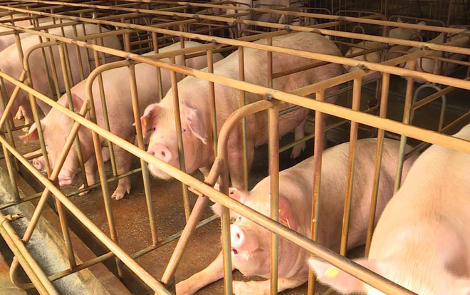 Phó Thủ tướng: Hành động quyết liệt để khống chế dịch tả lợn châu Phi ảnh 1