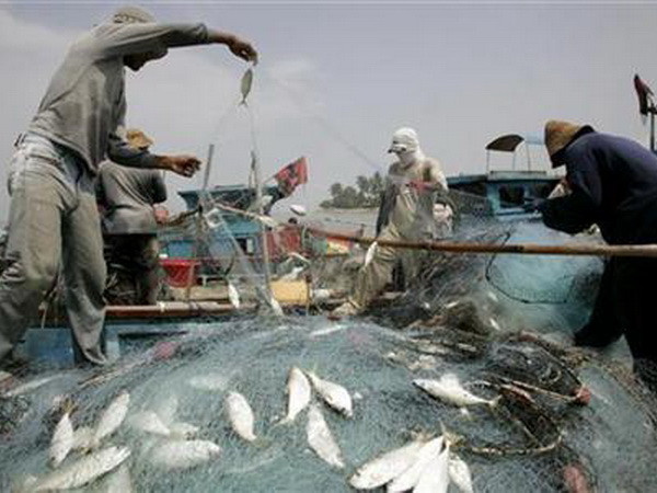 FAO: Chính sách phát triển các nước làm ảnh hưởng tới nghề cá ảnh 1