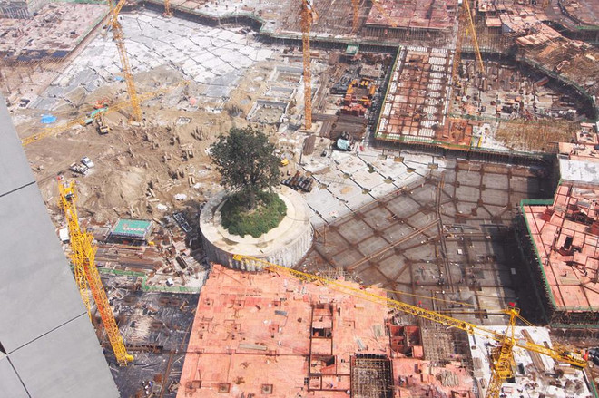 [Photo] Chi hàng trăm nghìn USD bảo vệ cây cổ thụ hơn 300 tuổi ảnh 1