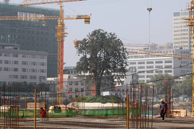 [Photo] Chi hàng trăm nghìn USD bảo vệ cây cổ thụ hơn 300 tuổi ảnh 4