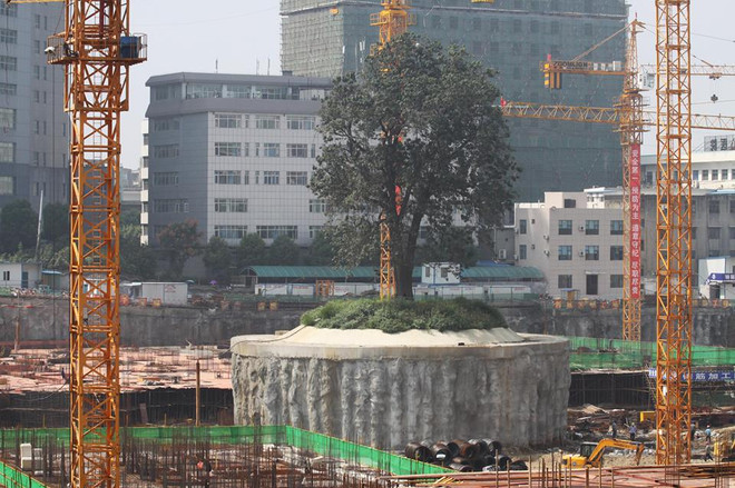 [Photo] Chi hàng trăm nghìn USD bảo vệ cây cổ thụ hơn 300 tuổi ảnh 3