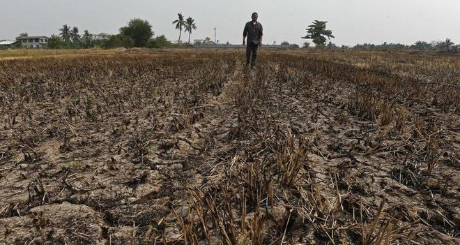 Thái Lan chuẩn bị đối phó với hạn hán trầm trọng nhất 10 năm qua ảnh 1