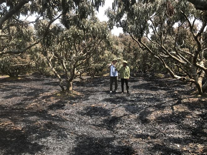 Hải Dương: Cháy vườn vải ở huyện Thanh Hà gây thiệt hại lớn ảnh 1