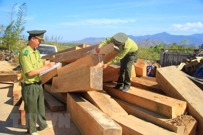 Đắk Lắk điều tra vụ vận chuyển 14m3 gỗ lậu tại huyện M’Đrắk ảnh 1