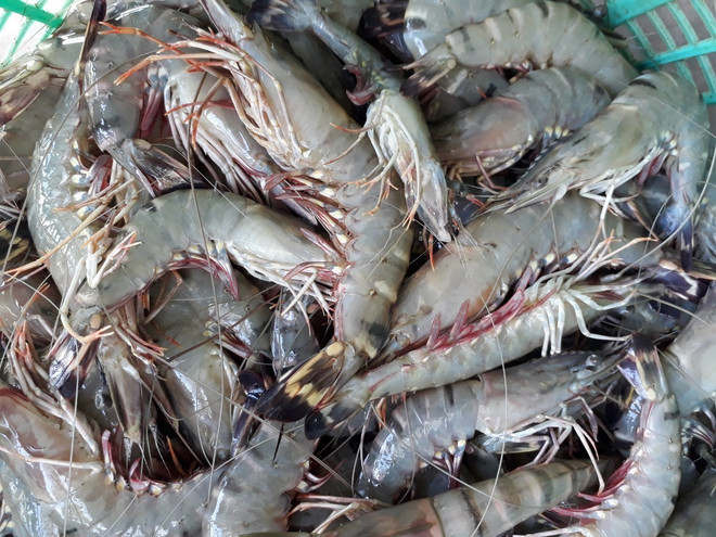Ngăn chặn các hành vi đưa tạp chất vào tôm nguyên liệu ảnh 1