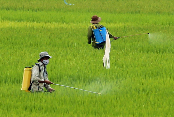 Cứu kịp thời bé gái dân tộc Stiêng uống nhầm thuốc trừ sâu ảnh 1