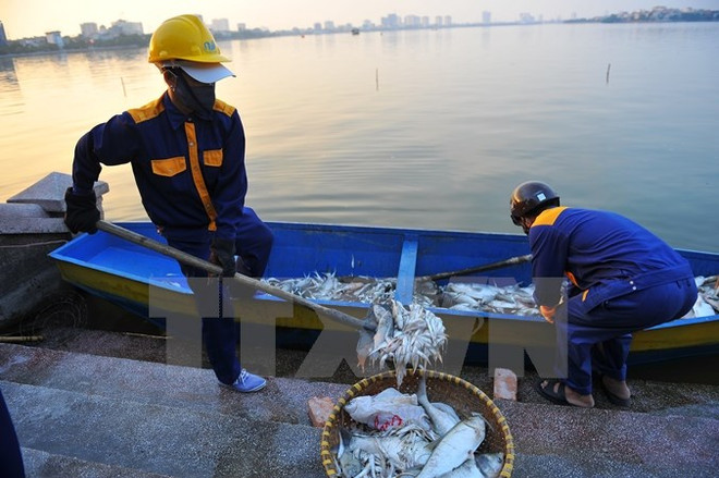 Vụ cá chết ở Hồ Tây: Chính phủ yêu cầu xác định rõ nguồn xả thải ảnh 1