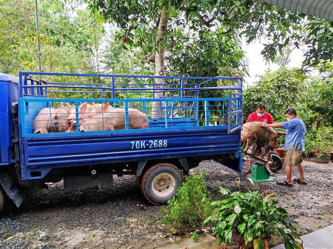 Giá thịt lợn tại các chợ vẫn cao dù giá lợn hơi giảm mạnh ảnh 2