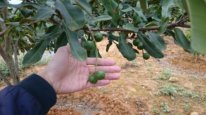 Ban hành tiêu chuẩn kỹ thuật đầu tiên cho cây mắcca ở Việt Nam ảnh 1