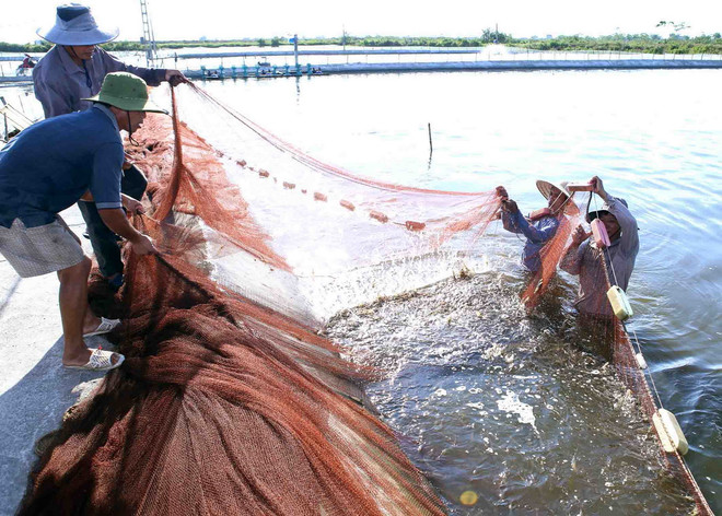 Thu hoạch tôm thẻ chân trắng của nông dân xã Giao Thiện, huyện Giao Thủy, tỉnh Nam Định. (Ảnh: Vũ Sinh/TTXVN) Giao Thủy - huyện thứ 50 đạt chuẩn huyện nông thôn mới ảnh 1