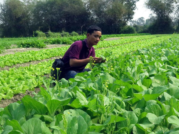 Xua tan nỗi lo thực phẩm bẩn với "Rau an toàn Mộc Châu" ảnh 1