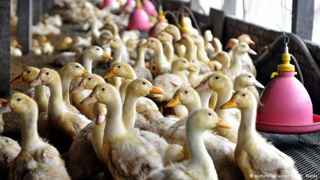 Hà Lan tiêu hủy thêm 8.000 con vịt để phòng tránh cúm gia cầm ảnh 1