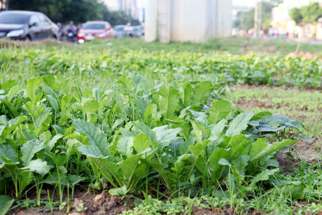 Hà Nội: Đường sắt đô thị chậm tiến độ, dân tranh thủ trồng rau xanh ảnh 3
