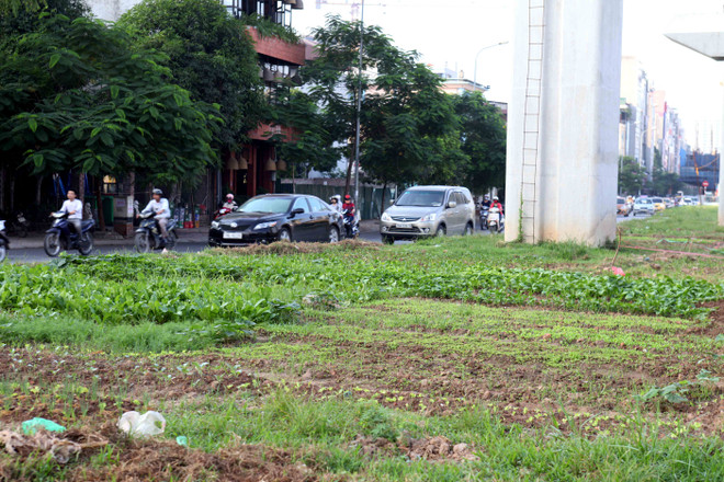 Hà Nội: Đường sắt đô thị chậm tiến độ, dân tranh thủ trồng rau xanh ảnh 2