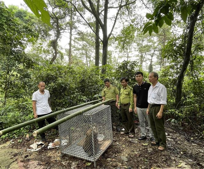 Vĩnh Phúc: Thả cá thể khỉ đuôi lợn quý hiếm về Rừng Quốc gia Tam Đảo ảnh 1