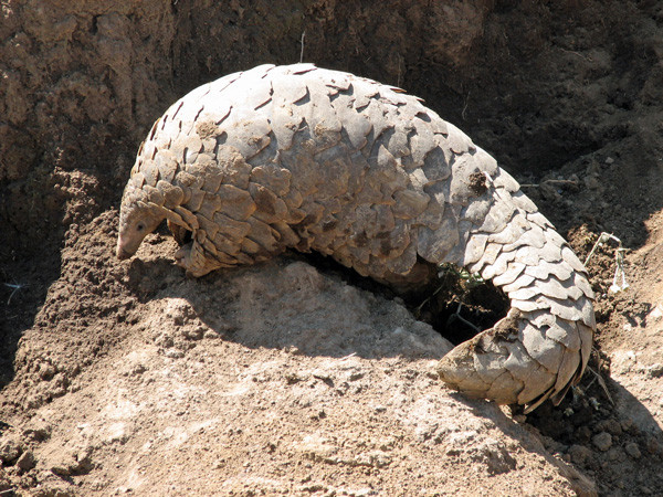 Tê tê đối mặt với nguy cơ đe dọa tuyệt chủng từ con người ảnh 1