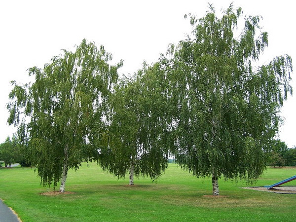 Lá và vỏ cây bạch dương giúp ngăn ngừa tác động của bão từ ảnh 1